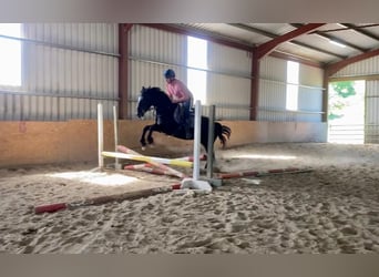 Caballo de deporte irlandés, Yegua, 7 años, 160 cm, Negro