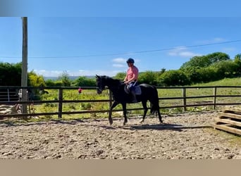 Caballo de deporte irlandés, Yegua, 7 años, 160 cm, Negro