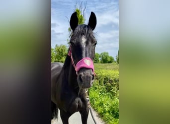 Caballo de deporte irlandés, Yegua, 7 años, 160 cm, Negro