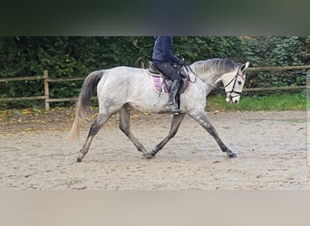 Caballo de deporte irlandés, Yegua, 7 años, 162 cm, Tordo rodado