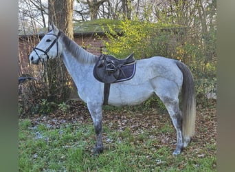 Caballo de deporte irlandés, Yegua, 7 años, 162 cm, Tordo rodado