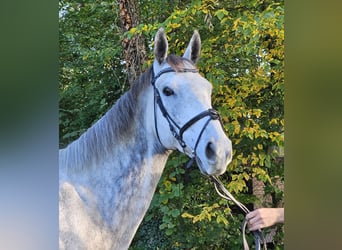 Caballo de deporte irlandés, Yegua, 7 años, 162 cm, Tordo rodado