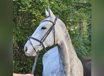 Caballo de deporte irlandés, Yegua, 7 años, 162 cm, Tordo rodado