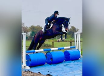 Caballo de deporte irlandés, Yegua, 7 años, 165 cm, Castaño rojizo