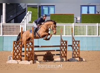 Caballo de deporte irlandés, Yegua, 7 años, 165 cm, Castaño rojizo