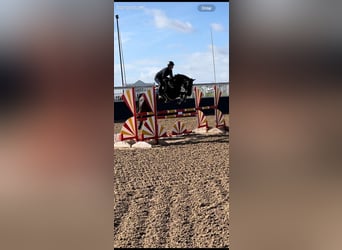 Caballo de deporte irlandés, Yegua, 7 años, 165 cm, Negro