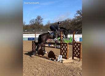 Caballo de deporte irlandés, Yegua, 7 años, 165 cm, Negro