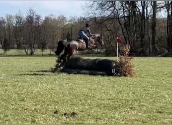 Caballo de deporte irlandés, Yegua, 7 años, 167 cm, Castaño