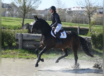 Caballo de deporte irlandés, Yegua, 7 años, 167 cm, Castaño