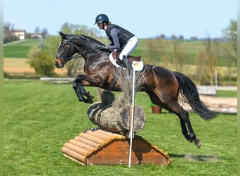 Caballo de deporte irlandés, Yegua, 7 años, 167 cm, Castaño
