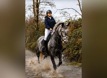 Caballo de deporte irlandés, Yegua, 7 años, 167 cm, Tordo rodado