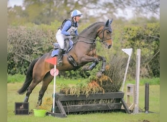 Caballo de deporte irlandés, Yegua, 7 años, 168 cm, Castaño rojizo