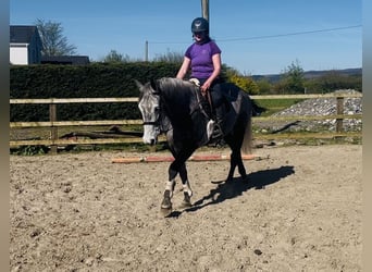 Caballo de deporte irlandés, Yegua, 7 años, 168 cm, Tordo rodado