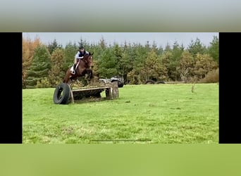 Caballo de deporte irlandés, Yegua, 7 años, 170 cm, Castaño rojizo