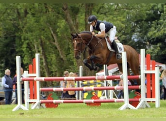 Caballo de deporte irlandés, Yegua, 7 años, 170 cm, Castaño rojizo