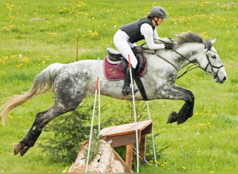Caballo de deporte irlandés, Yegua, 7 años, 172 cm, Tordo rodado