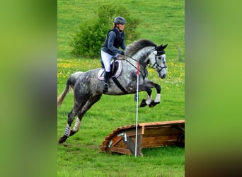 Caballo de deporte irlandés, Yegua, 7 años, 172 cm, Tordo rodado