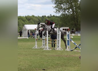 Caballo de deporte irlandés, Yegua, 7 años, 172 cm, Tordo rodado