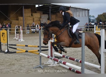 Caballo de deporte irlandés, Yegua, 8 años, 144 cm, Castaño