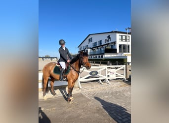 Caballo de deporte irlandés, Yegua, 8 años, 144 cm, Castaño