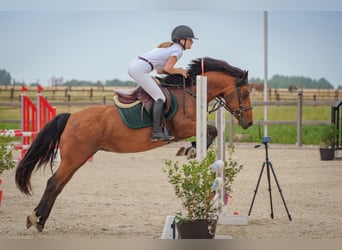 Caballo de deporte irlandés, Yegua, 8 años, 144 cm, Castaño