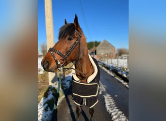 Caballo de deporte irlandés, Yegua, 8 años, 144 cm, Castaño