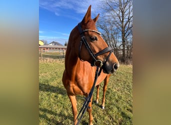 Caballo de deporte irlandés, Yegua, 8 años, 149 cm, Alazán