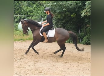 Caballo de deporte irlandés, Yegua, 8 años, 152 cm, Castaño