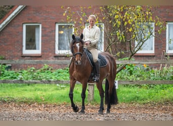 Caballo de deporte irlandés, Yegua, 8 años, 158 cm, Castaño