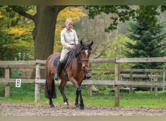 Caballo de deporte irlandés, Yegua, 8 años, 158 cm, Castaño