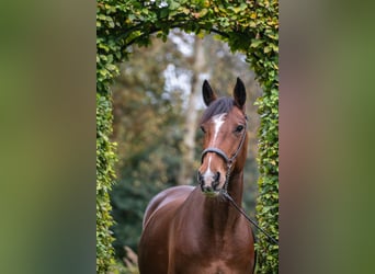 Caballo de deporte irlandés, Yegua, 8 años, 158 cm, Castaño