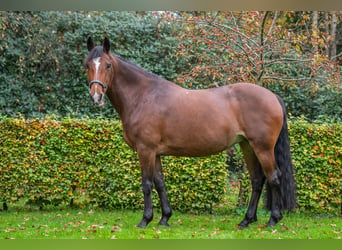 Caballo de deporte irlandés, Yegua, 8 años, 158 cm, Castaño