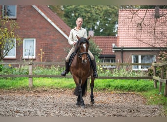 Caballo de deporte irlandés, Yegua, 8 años, 158 cm, Castaño