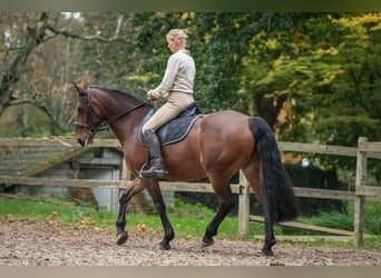 Caballo de deporte irlandés, Yegua, 8 años, 158 cm, Castaño