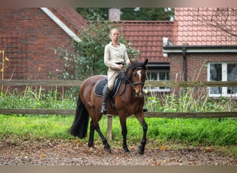 Caballo de deporte irlandés, Yegua, 8 años, 158 cm, Castaño