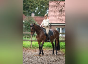 Caballo de deporte irlandés, Yegua, 8 años, 158 cm, Castaño