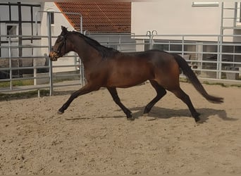 Caballo de deporte irlandés, Yegua, 8 años, 159 cm, Castaño oscuro