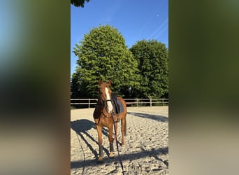 Caballo de deporte irlandés, Yegua, 8 años, 160 cm, Alazán