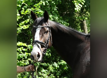 Caballo de deporte irlandés, Yegua, 8 años, 160 cm, Morcillo
