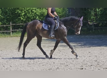 Caballo de deporte irlandés, Yegua, 8 años, 160 cm, Morcillo