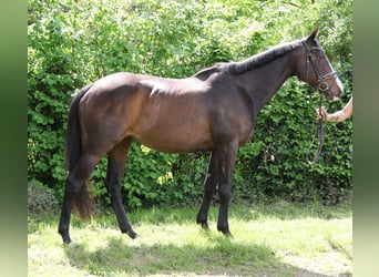 Caballo de deporte irlandés, Yegua, 8 años, 160 cm, Morcillo