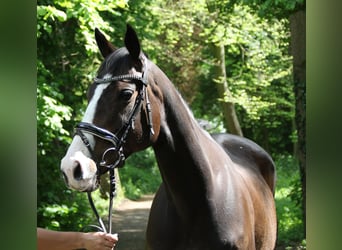 Caballo de deporte irlandés, Yegua, 8 años, 160 cm, Morcillo