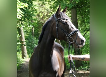 Caballo de deporte irlandés, Yegua, 8 años, 160 cm, Morcillo