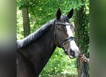 Caballo de deporte irlandés, Yegua, 8 años, 160 cm, Morcillo