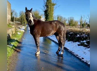 Caballo de deporte irlandés, Yegua, 8 años, 162 cm, Castaño