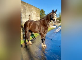 Caballo de deporte irlandés, Yegua, 8 años, 162 cm, Castaño