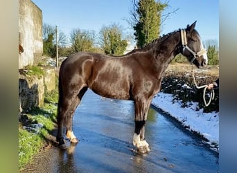 Caballo de deporte irlandés, Yegua, 8 años, 162 cm, Castaño