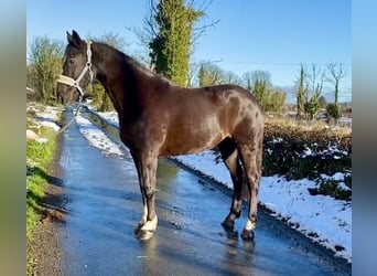 Caballo de deporte irlandés, Yegua, 8 años, 162 cm, Castaño