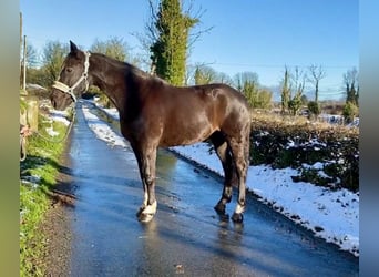 Caballo de deporte irlandés, Yegua, 8 años, 162 cm, Castaño