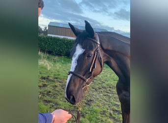 Caballo de deporte irlandés, Yegua, 8 años, 162 cm, Castaño